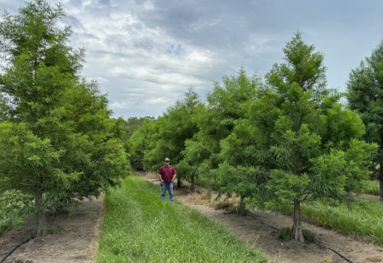 Cypress Tree Benefits Archives THE TREE PLANTERS