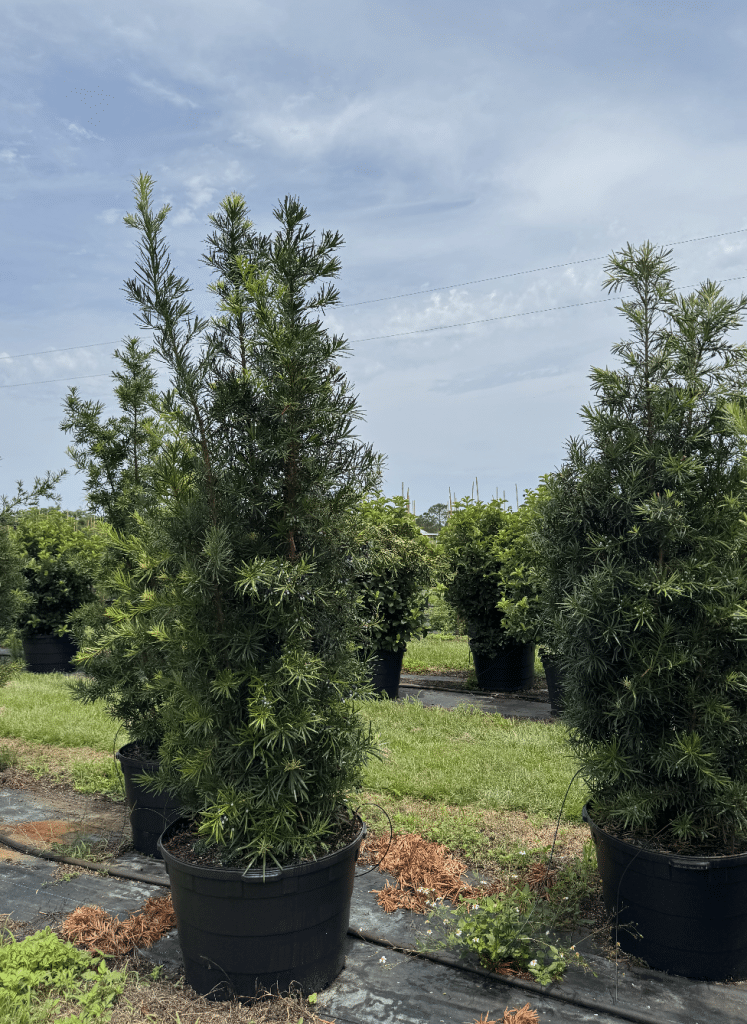 Podocarpus privacy hedge approximately 8 feet tall