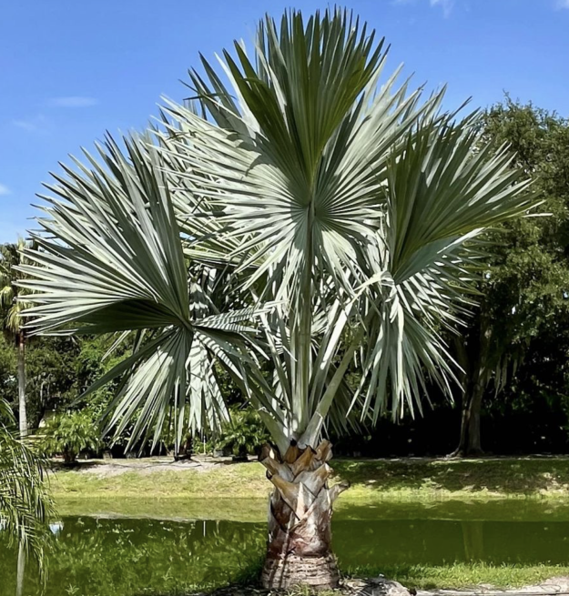 Bismarck Palm