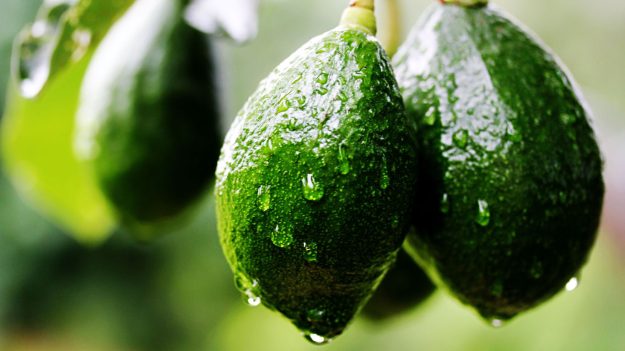 the-tree-planters-ocala-avocado-tree