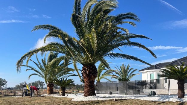 the-tree-planters-ocala-post-canary-palm