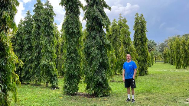the-tree-planters-ocala-post-mast-tree-232