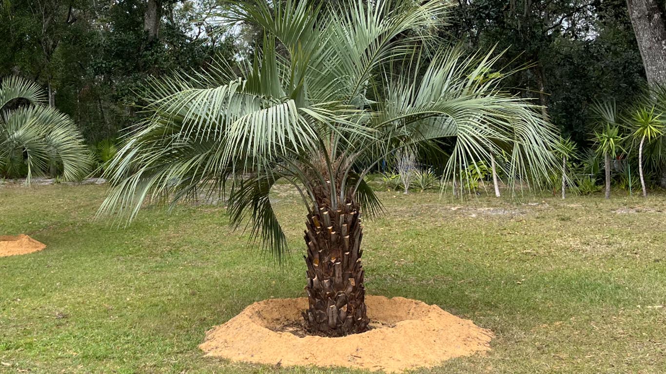 the-tree-planters-ocala-post-pindo-palm